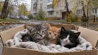 Жителя Энгельса, выбросившего трёх котят с восьмого этажа, оставили под подпиской о невыезде