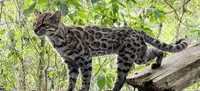 Зоологи впервые за 100 с лишним лет открыли новый вид кошек