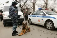 «Роботы заменят нескоро»: Учёный объяснил, зачем США клонированные собаки