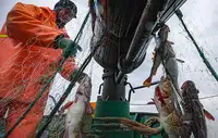 Россия и Норвегия согласовали параметры промысла на 2027 год