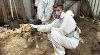 «Лабиринты из клеток»: что произошло в калужском приюте для собак «Остров надежды»