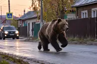 В Минусинске медведь пробежал по улицам возле жилых домов