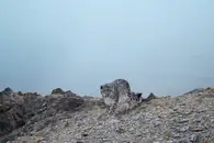 На Алтае нашли семь взрослых снежных барсов и четырёх котят