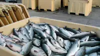 На Камчатке планируют выпускать детское питание из свежевыловленной рыбы