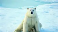 Белый медведь напал на вахтовика на Таймыре